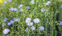 Ausdauernder Lein BIO