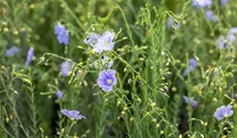 Ausdauernder Lein BIO