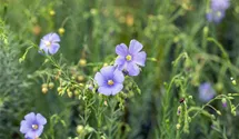 Ausdauernder Lein BIO