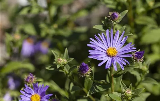 Aster amellus Dr. Otto Petschek