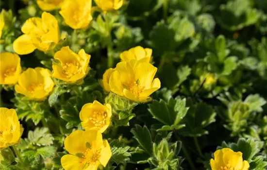 Potentilla argentea Potentilla argentea