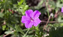 Blutroter Storchschnabel BIO