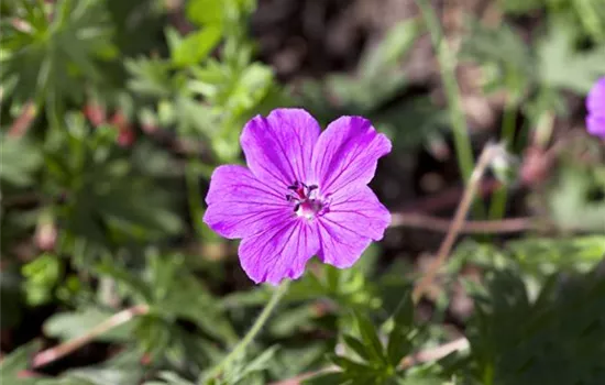 Geranium sanguineum Tiny Monster Geranium sanguineum Tiny Monster