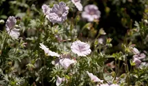 Blutroter Storchschnabel BIO