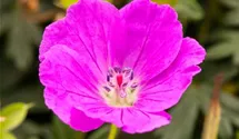 Blutroter Storchschnabel BIO