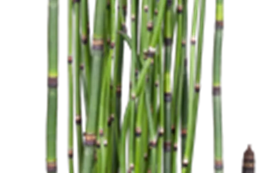 Equisetum hyemale Equisetum hyemale