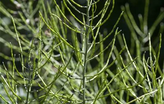 Equisetum palustre Equisetum palustre