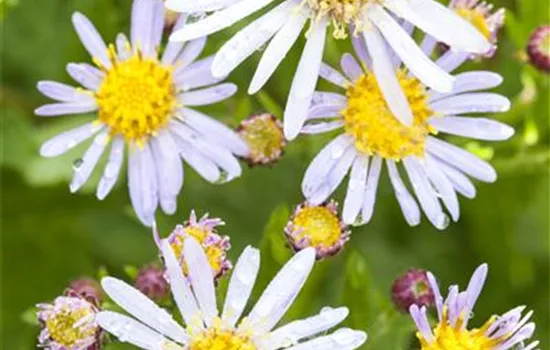 Aster ericoides Schneetanne Aster ericoides Schneetanne