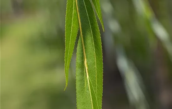 Salix alba