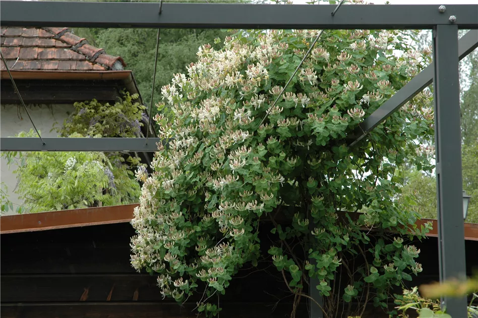 photinia red robin 40/60 Photinia Red Robin 6ft (180cm) in a 25lt pot