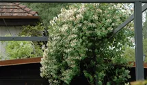 Lonicera caprifolium Inga*