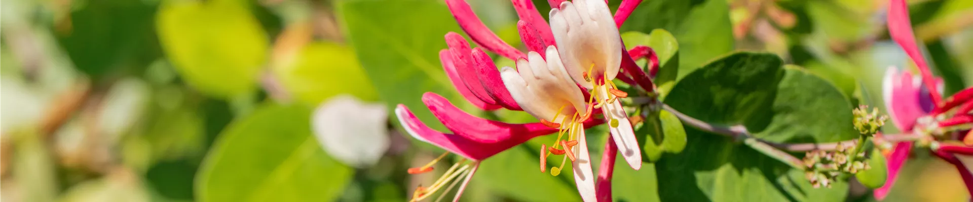 Lonicera caprifolium Lonicera caprifolium
