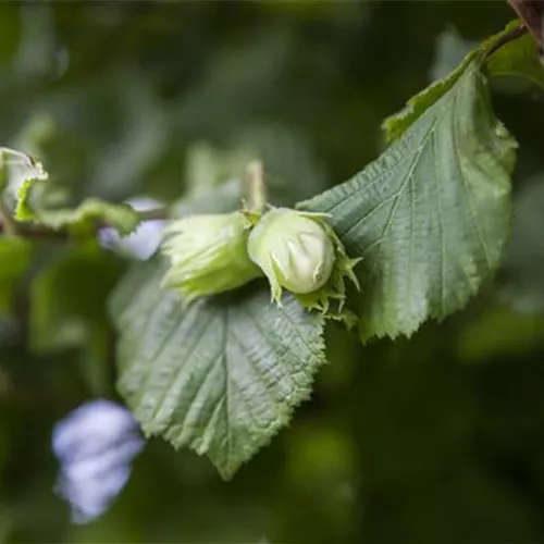 Corylus avellana Webb´s Preisnuss° Corylus avellana Webb´s Preisnuss°