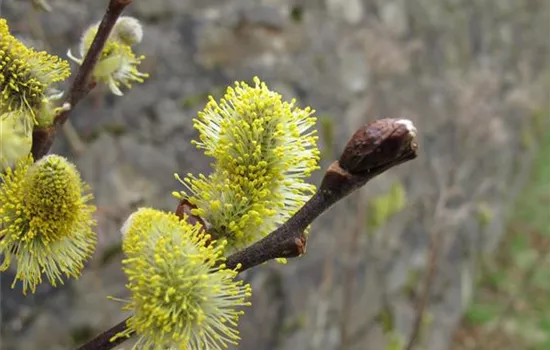 Salix aurita