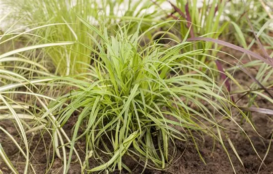 Carex umbrosa Carex umbrosa