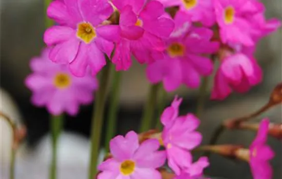Primula rosea