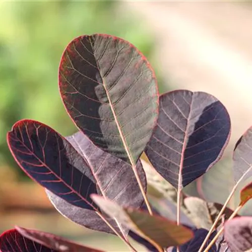 Cotinus coggygria° Cotinus coggygria°