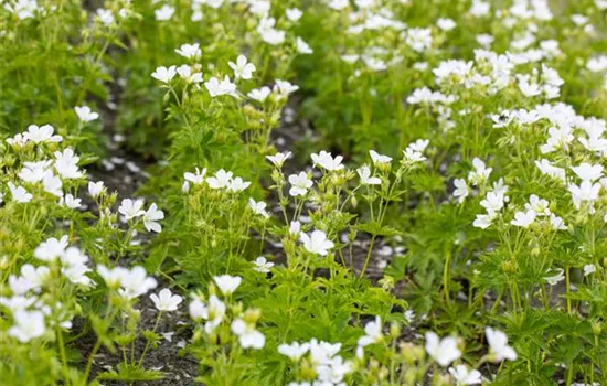 Geranium sylvaticum Album