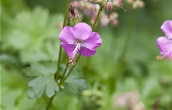 Geranium x cantabrigiense Berggarten