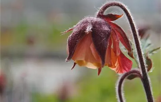 Geum rivale Geum rivale