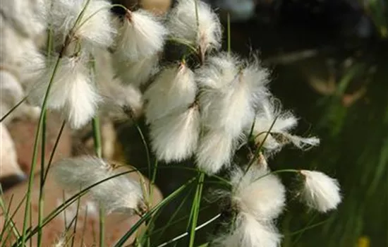 Eriophorum angustifolium