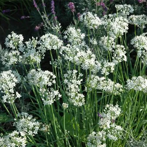 Allium tuberosum Allium tuberosum