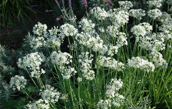 Allium tuberosum Allium tuberosum