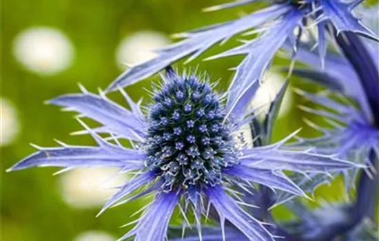 Eryngium planum