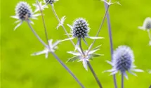 Flachblättriger Mannstreu BIO
