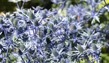 Flachblättriger Mannstreu BIO
