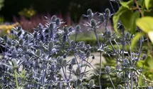 Flachblättriger Mannstreu BIO