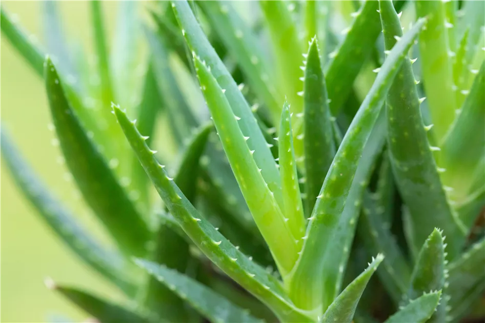 aloe organic Organic Aloe Vera Gel