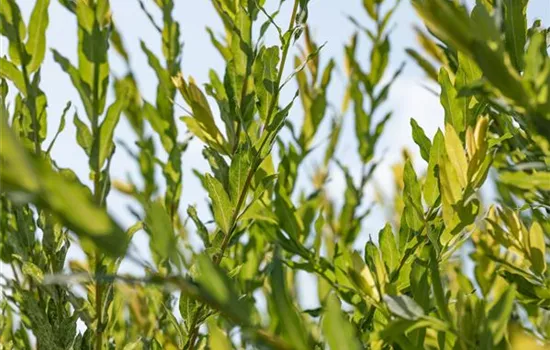 Salix purpurea Nana