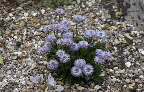 Globularia nudicaulis Globularia nudicaulis