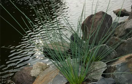 Juncus inflexus Juncus inflexus