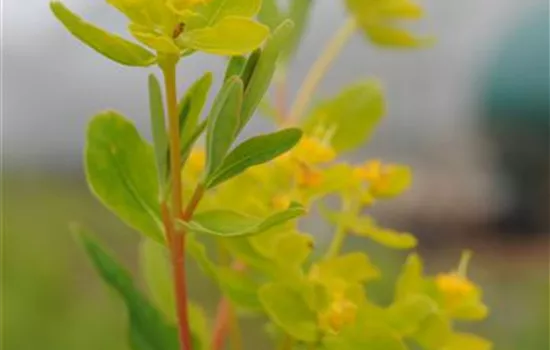 Euphorbia palustris Euphorbia palustris