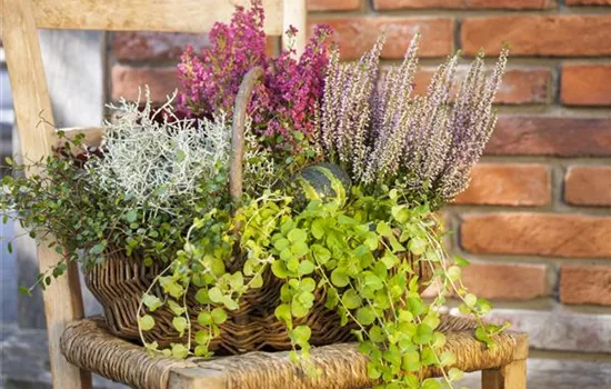 Lysimachia nummularia