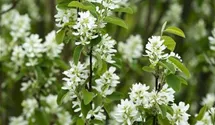 Gewöhnl. Felsenbirne BIO