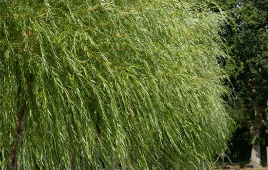 Salix viminalis