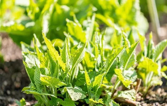 Salvia glutinosa Salvia glutinosa