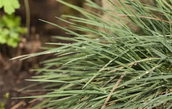 Koeleria glauca Koeleria glauca