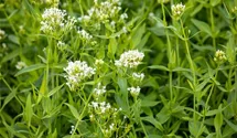 Weiße Spornblume BIO