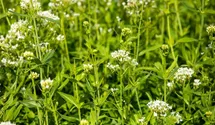 Weiße Spornblume BIO