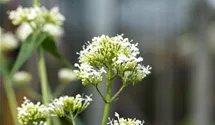 Weiße Spornblume BIO