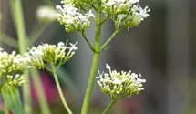 Weiße Spornblume BIO