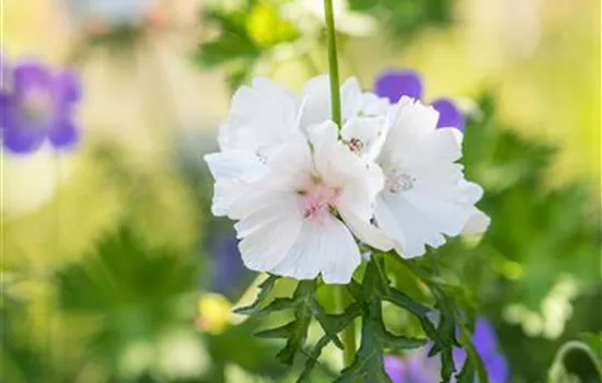 Malva moschata Alba