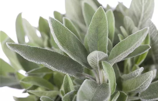 Salvia officinalis Salvia officinalis