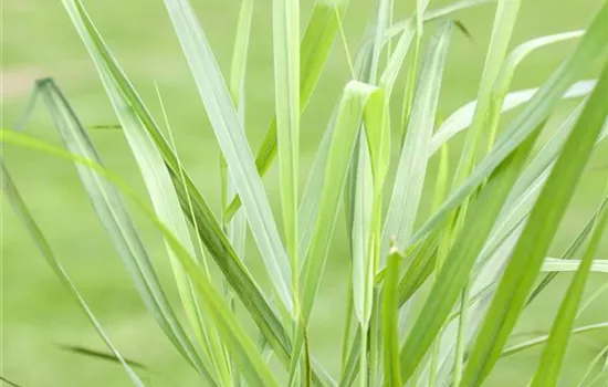 Panicum virgatum Rotstrahlbusch