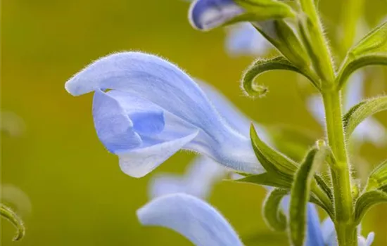 Salvia pratensis Salvia pratensis