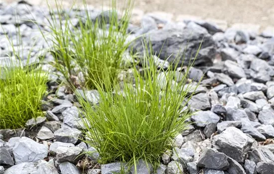 Melica nutans Melica nutans